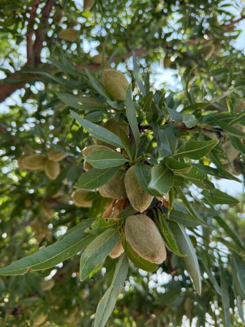 PRONUTS - Crema de frutos secos 100% natural