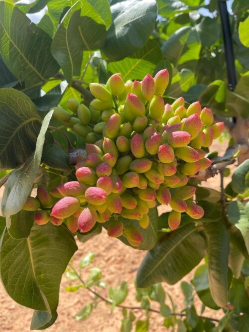 PRONUTS - Crema de frutos secos 100% natural