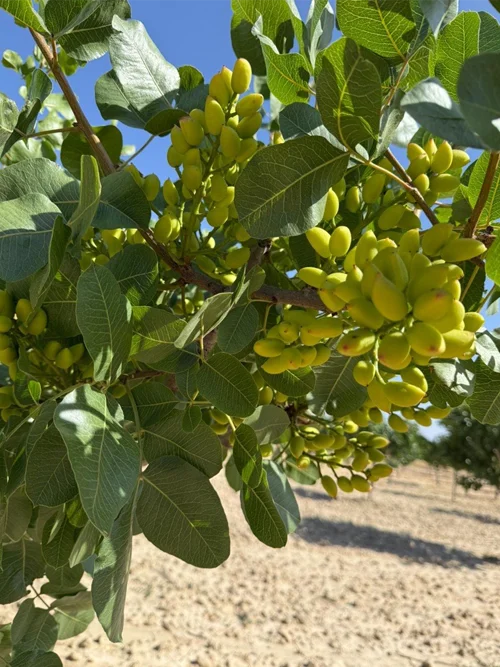 plantación local-pistacho