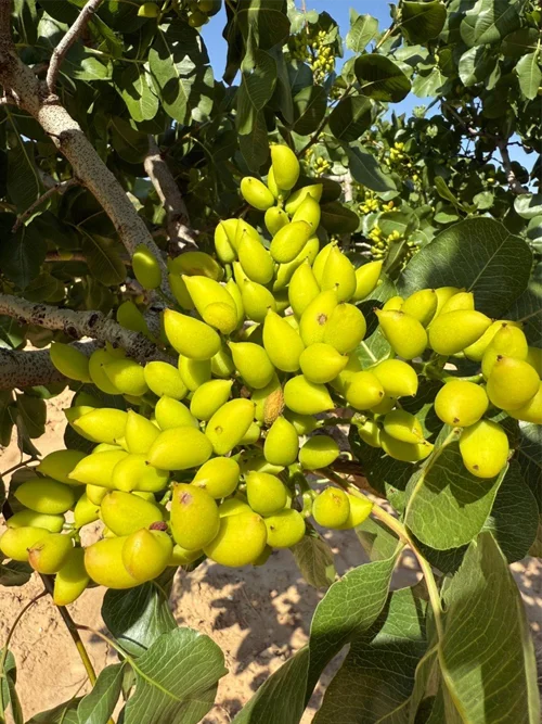Cosecha - crema de pistacho natural