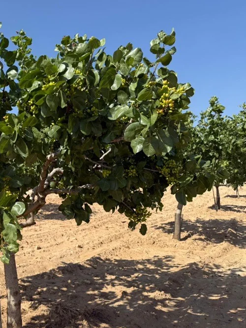 Pronuts - crema de pistacho natural